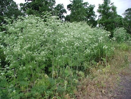 Weed of the month Poison hemlock bush.jpg